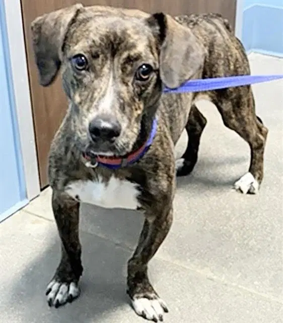 Costco - Pit Bull Terrier