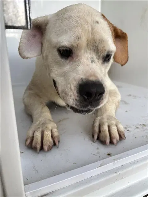 Unknown - American Bulldog
