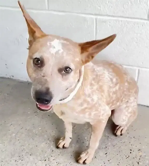 Sullivan - Australian Cattle Dog/Blue Heeler