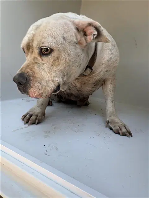 Unknown - American Bulldog