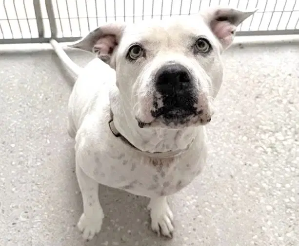Unknown - American Bulldog