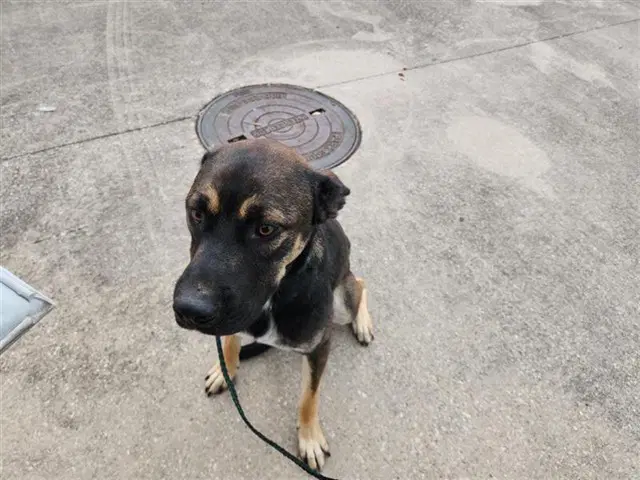 Unknown - German Shepherd Dog