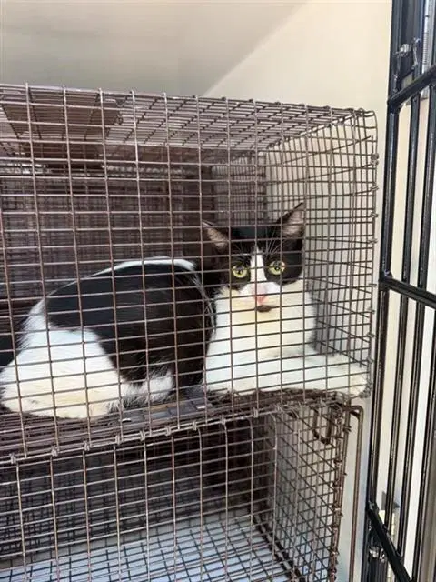 Unknown - Domestic Short Hair
