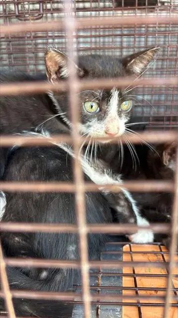 Unknown - Domestic Short Hair