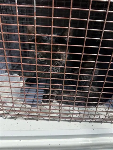Unknown - Domestic Short Hair