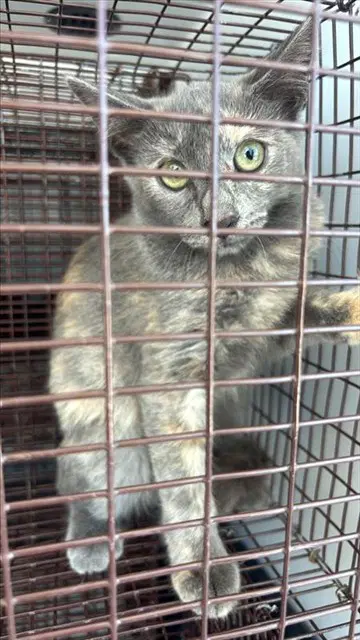 Unknown - Domestic Short Hair