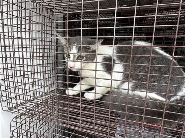 Unknown - Domestic Short Hair