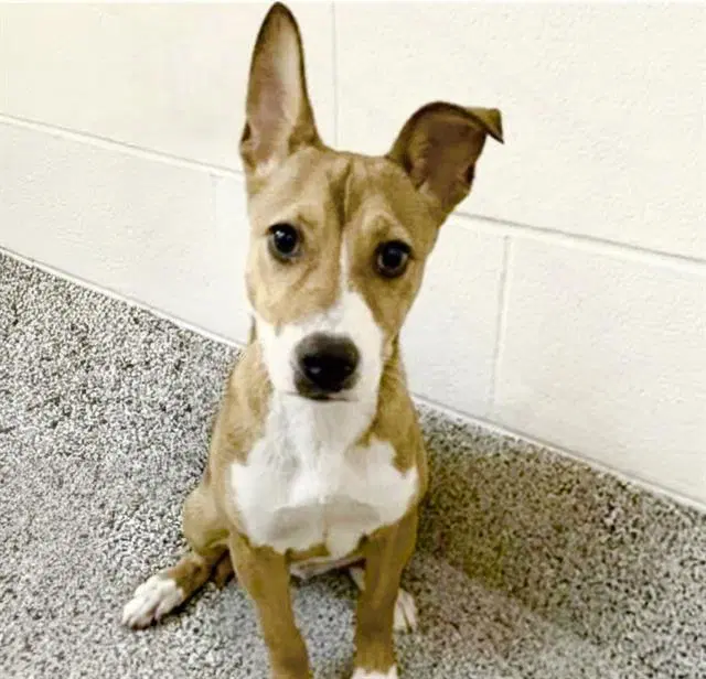 Marley - Basenji