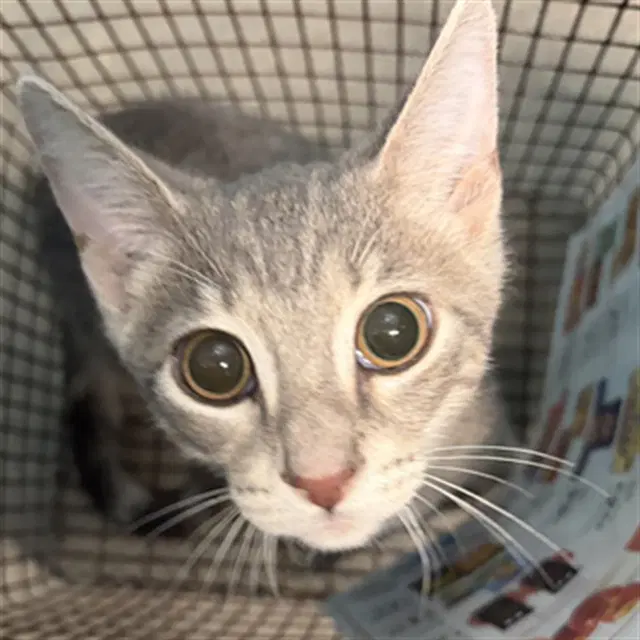 Davey - Domestic Short Hair