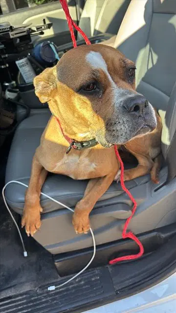 Unknown - Boxer