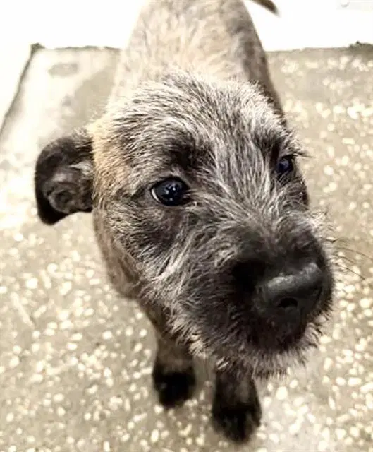 Ivy - Cairn Terrier