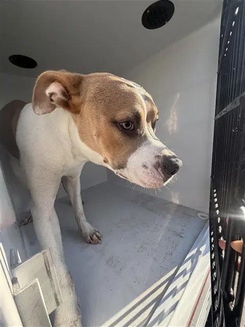 Unknown - Pit Bull Terrier