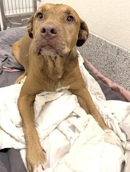 Unknown - Pit Bull Terrier