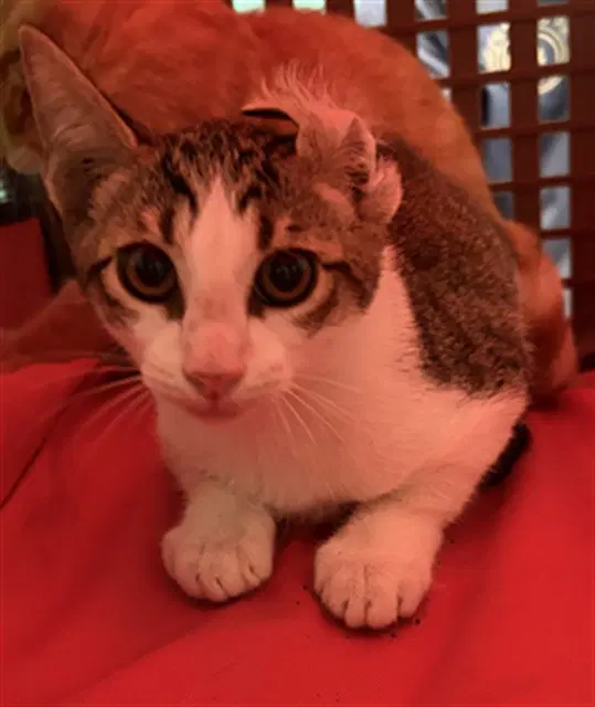Unknown - Domestic Short Hair