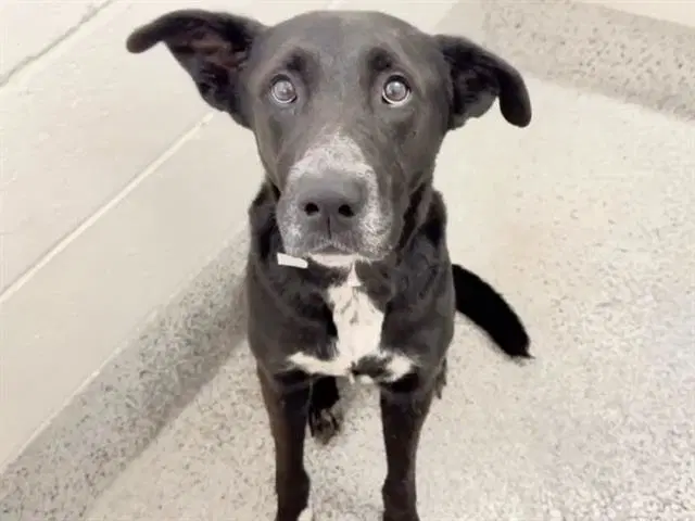 Maddie - Labrador Retriever