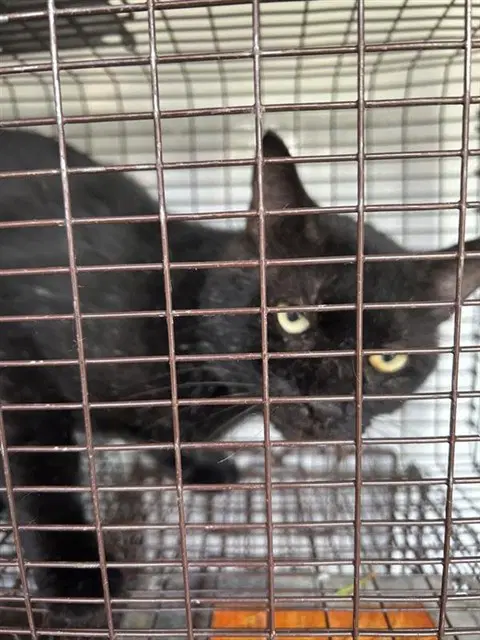 Unknown - Domestic Short Hair