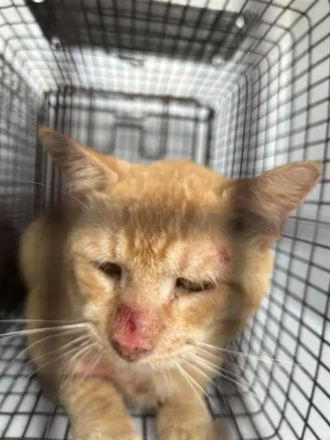 Unknown - Domestic Short Hair