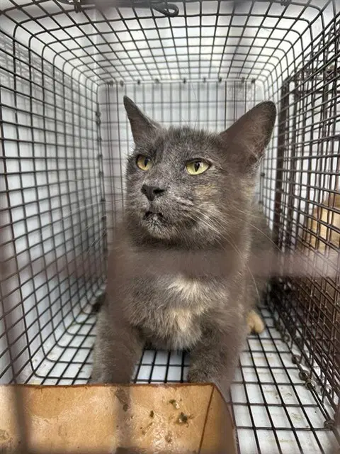 Unknown - Domestic Short Hair