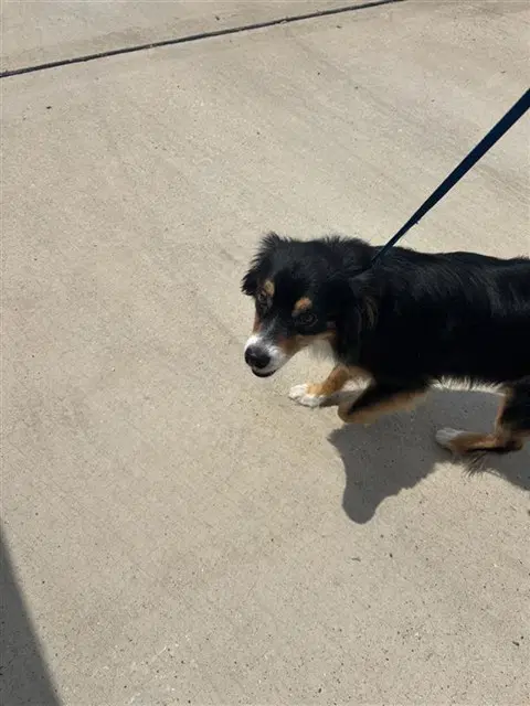 Unknown - Australian Cattle Dog/Blue Heeler