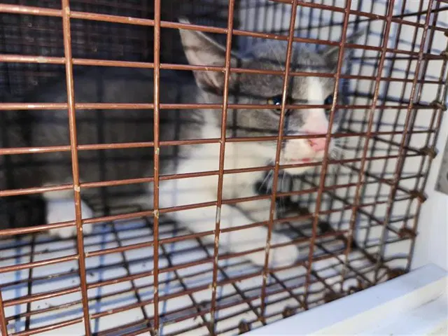 Unknown - Domestic Short Hair