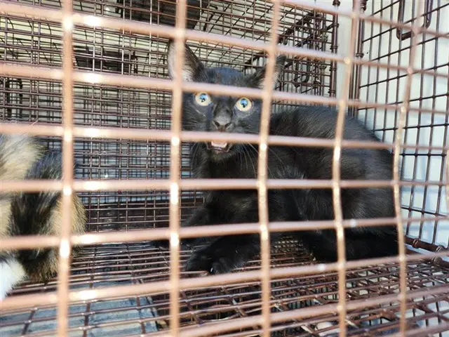 Unknown - Domestic Short Hair