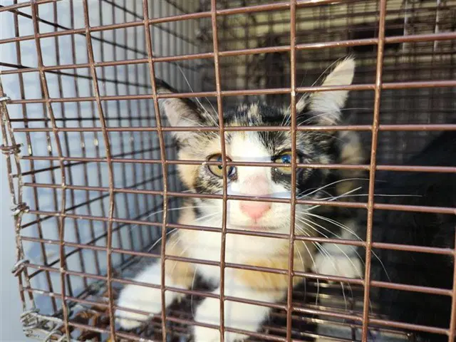 Unknown - Domestic Short Hair