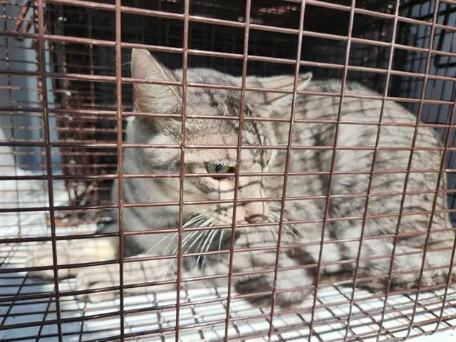 Unknown - Domestic Short Hair