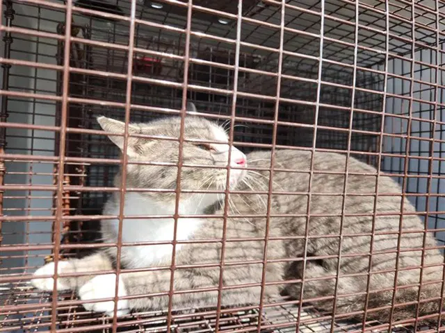Unknown - Domestic Short Hair