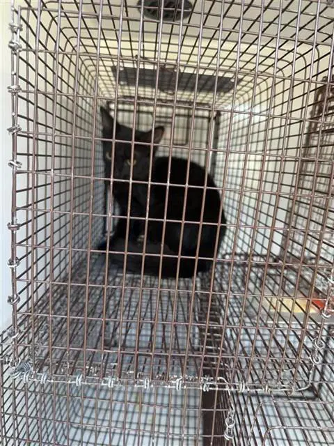 Unknown - Domestic Short Hair