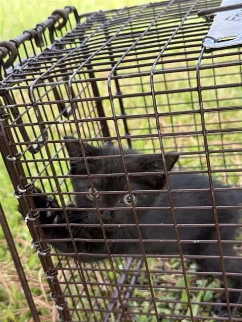 Unknown - Domestic Short Hair