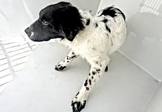 Unknown - Clumber Spaniel