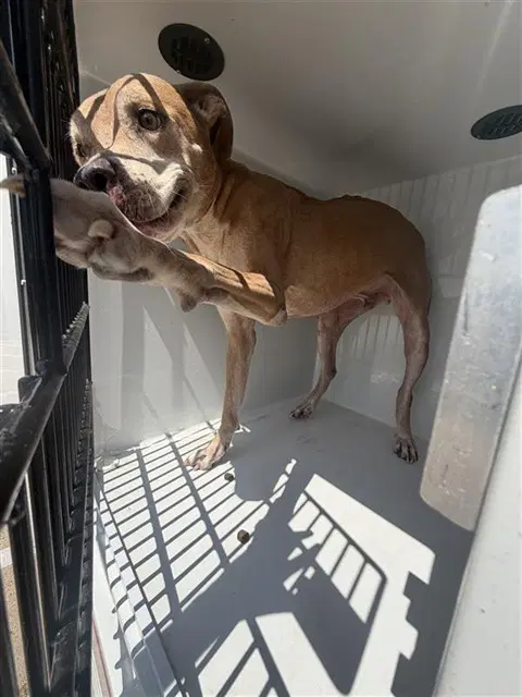 Unknown - Pit Bull Terrier