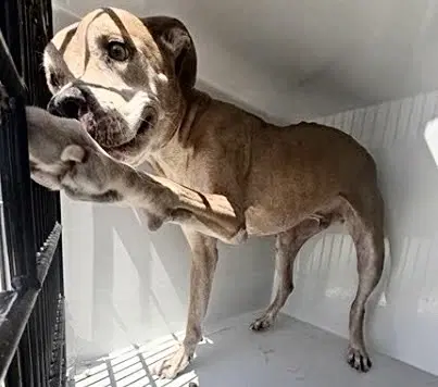 Unknown - Pit Bull Terrier