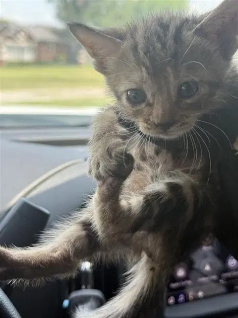Unknown - Domestic Short Hair