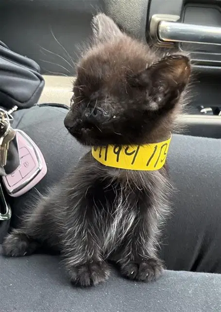 Unknown - Domestic Short Hair