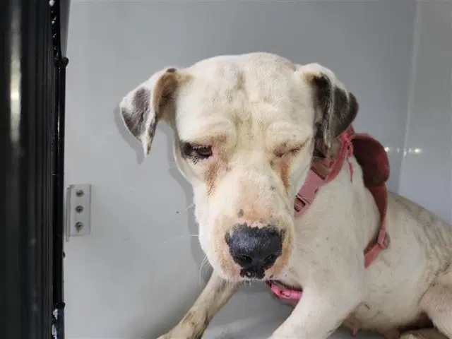 Unknown - American Pit Bull Terrier