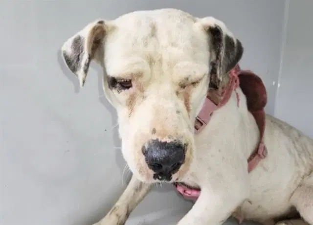 Unknown - American Pit Bull Terrier