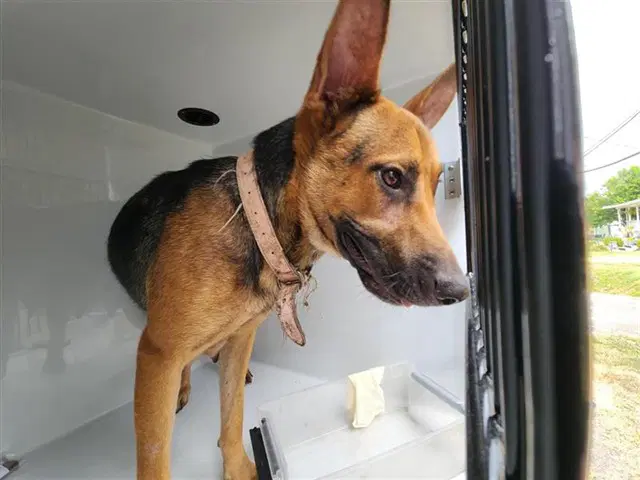 Unknown - German Shepherd Dog