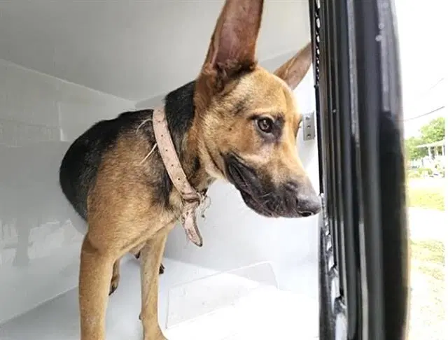 Unknown - German Shepherd Dog