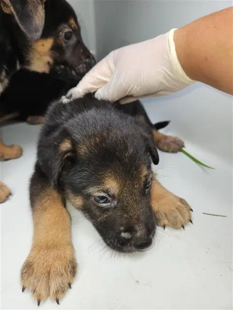 Unknown - German Shepherd Dog