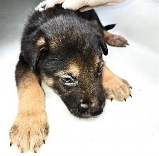 Unknown - German Shepherd Dog