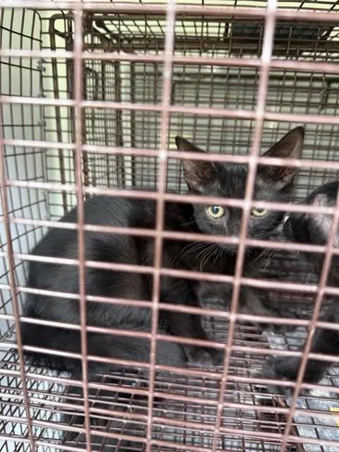 Unknown - Domestic Short Hair