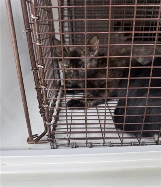 Unknown - Domestic Short Hair