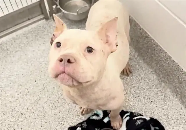 Bebe - Pit Bull Terrier