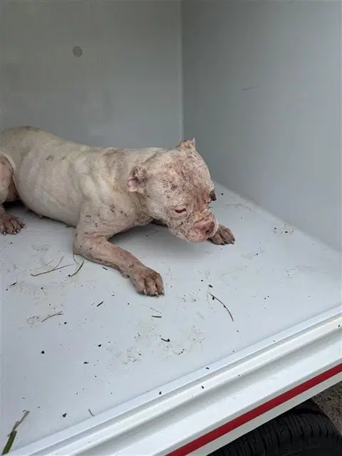 Unknown - Pit Bull Terrier