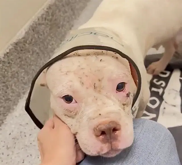 Kiki - Pit Bull Terrier