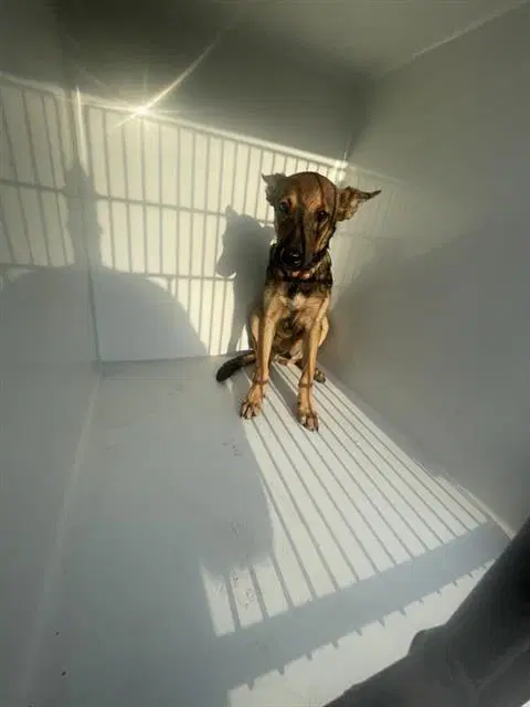 Unknown - Belgian Shepherd Malinois