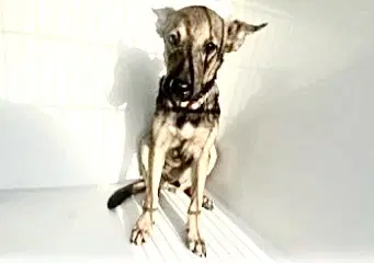Unknown - Belgian Shepherd Malinois