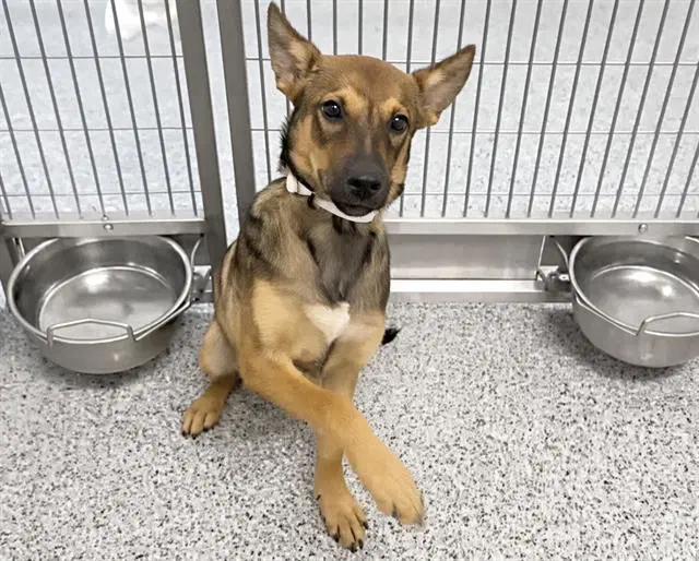 Unknown - Belgian Shepherd Malinois