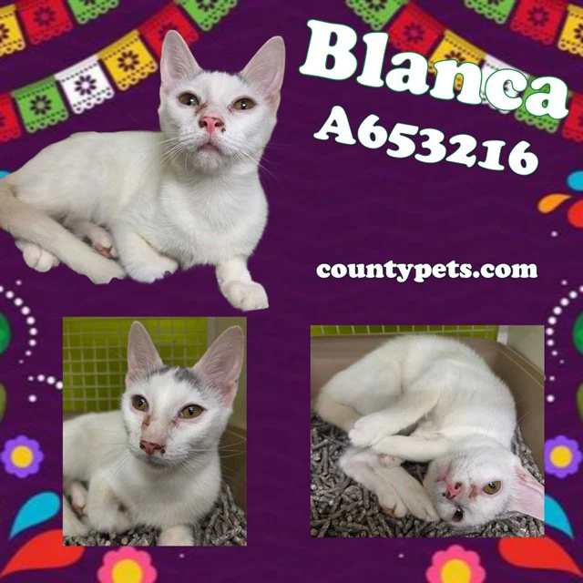 Blanca